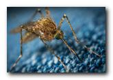 Obaveštenje o izvođenju tretmana suzbijanja komaraca