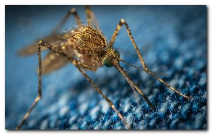 Obaveštenje o terminu izvođenja tretmana suzbijanja komaraca